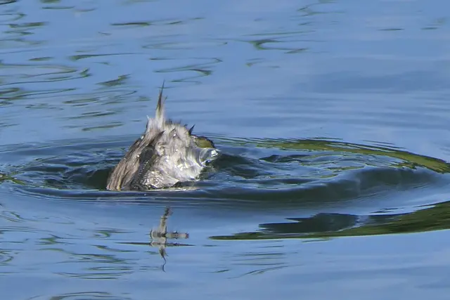 Abtauchen am Niederfeldsee. Elternteil der Zwergtaucher.