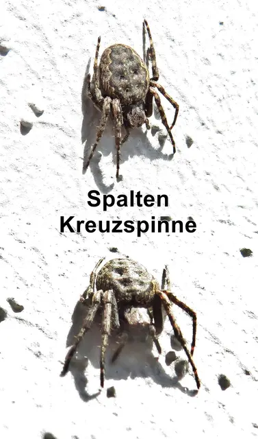 Spaltenkreuzspinne (Nuctenea umbratica) Carl Alexander Clerck 1757
Klasse:	Spinnentiere (Arachnida)
Ordnung:	Webspinnen (Araneae)
Unterordnung:	Echte Webspinnen (Araneomorphae)
Überfamilie:	Radnetzspinnen (Araneoidea)
Familie:	Echte Radnetzspinnen (Araneidae)
Gattung:	Nuctenea
Art:	Spaltenkreuzspinne | Foto: GvMeegen