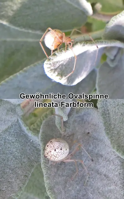 Gewöhnliche Ovalspinne lineata-Farbform (Enoplognatha ovata) Carl Alexander Clerck 1757
Klasse:	Spinnentiere (Arachnida)
Ordnung:	Webspinnen (Araneae)
Unterordnung:	Echte Webspinnen (Araneomorphae)
Teilordnung:	Entelegynae
Überfamilie:	Radnetzspinnen (Araneoidea)
Familie:	Kugelspinnen (Theridiidae)
Gattung:	Enoplognatha
Art:	Gewöhnliche Ovalspinne | Foto: GvMeegen