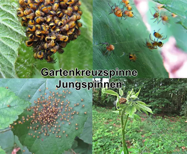 Gartenkreuzspinne (Araneus diadematus) Carl Alexander Clerck 1757
Klasse:	Spinnentiere (Arachnida)
Ordnung:	Webspinnen (Araneae)
Unterordnung:	Echte Webspinnen (Araneomorphae)
Familie:	Echte Radnetzspinnen (Araneidae)
Gattung:	Kreuzspinnen (Araneus)
Art:	Gartenkreuzspinne | Foto: GvMeegen