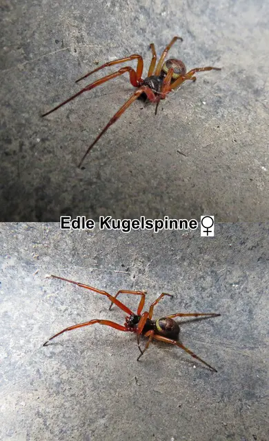 Edle Kugelspinne / Noble Fettspinne (Steatoda nobilis) Tord Tamerlan Teodor Thorell 1875
Klasse:	Spinnentiere (Arachnida)
Ordnung:	Webspinnen (Araneae)
Unterordnung:	Echte Webspinnen (Araneomorphae)
Überfamilie:	Radnetzspinnen (Araneoidea)
Familie:	Kugelspinnen (Theridiidae)
Gattung:	Fettspinnen (Steatoda)
Art:	Edle Kugelspinne | Foto: GvMeegen