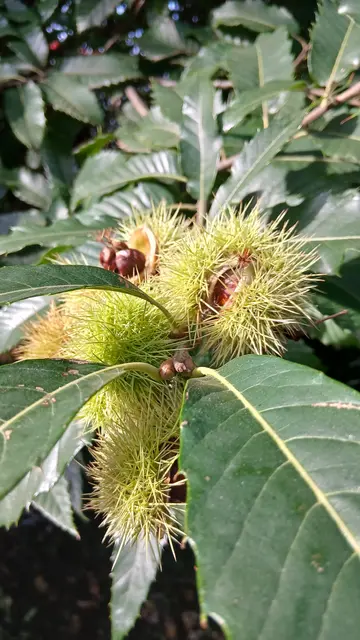 Edelkastanie (Castanea sativa) auch Esskastanie oder Marone genannt. | Foto: Siegmund Walter, 23.09.2026