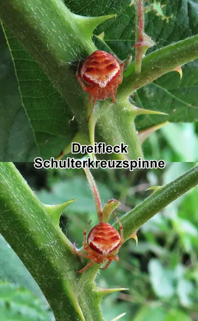 Schulterkreuzspinne / Nadelwald-Schulterkreuzspinne (Araneus sturmi) Carl Wilhelm Hahn 1831
Klasse:	Spinnentiere (Arachnida)
Ordnung:	Webspinnen (Araneae)
Unterordnung:	Echte Webspinnen (Aranaeomorpha)
Überfamilie:	Radnetzspinnen (Araneoidea)
Familie:	Echte Radnetzspinnen (Araneidae)
Gattung:	Kreuzspinnen (Araneus)
Art:	Schulterkreuzspinne | Foto: GvMeegen