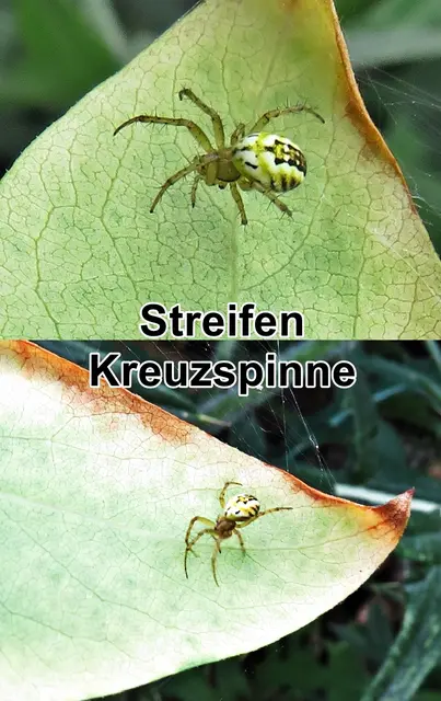 Streifenkreuzspinne (Mangora acalypha) Charles Athanase Walckenaer 1802
Klasse:	Spinnentiere (Arachnida)
Ordnung:	Webspinnen (Araneae)
Unterordnung:	Echte Webspinnen (Araneomorphae)
Überfamilie:	Radnetzspinnen (Araneoidea)
Familie:	Echte Radnetzspinnen (Araneidae)
Gattung:	Streifenkreuzspinnen (Mangora)
Art:	Streifenkreuzspinne | Foto: GvMeegen