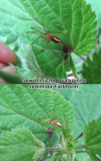 Gewöhnliche Ovalspinne redimida-Farbform (Enoplognatha ovata) Carl Alexander Clerck 1757
Klasse:	Spinnentiere (Arachnida)
Ordnung:	Webspinnen (Araneae)
Unterordnung:	Echte Webspinnen (Araneomorphae)
Teilordnung:	Entelegynae
Überfamilie:	Radnetzspinnen (Araneoidea)
Familie:	Kugelspinnen (Theridiidae)
Gattung:	Enoplognatha
Art:	Gewöhnliche Ovalspinne | Foto: GvMeegen