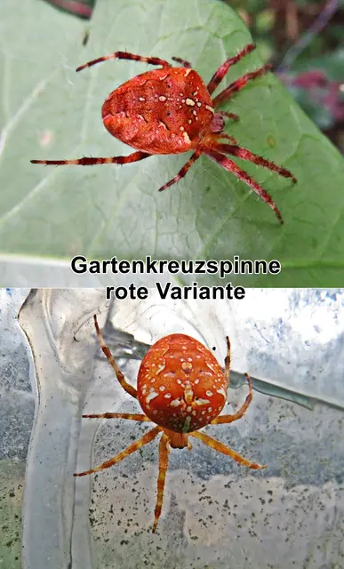 Gartenkreuzspinne (Araneus diadematus) Carl Alexander Clerck 1757
Klasse:	Spinnentiere (Arachnida)
Ordnung:	Webspinnen (Araneae)
Unterordnung:	Echte Webspinnen (Araneomorphae)
Familie:	Echte Radnetzspinnen (Araneidae)
Gattung:	Kreuzspinnen (Araneus)
Art:	Gartenkreuzspinne | Foto: GvMeegen