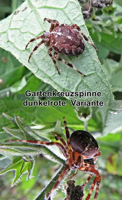Gartenkreuzspinne (Araneus diadematus) Carl Alexander Clerck 1757
Klasse:	Spinnentiere (Arachnida)
Ordnung:	Webspinnen (Araneae)
Unterordnung:	Echte Webspinnen (Araneomorphae)
Familie:	Echte Radnetzspinnen (Araneidae)
Gattung:	Kreuzspinnen (Araneus)
Art:	Gartenkreuzspinne | Foto: GvMeegen