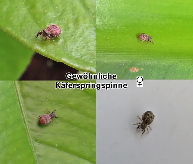 Gewöhnliche Käferspringspinne (Ballus chalybeius) Charles Athanase Walckenaer 1802
Klasse:	Spinnentiere (Arachnida)
Ordnung:	Webspinnen (Araneae)
Unterordnung:	Echte Webspinnen (Araneomorphae)
Familie:	Springspinnen (Salticidae)
Gattung:	Ballus
Art: Gewöhnliche Käferspringspinne | Foto: GvMeegen