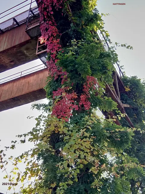 Herbst in HATTINGEN
(Henrichshütte 2021)