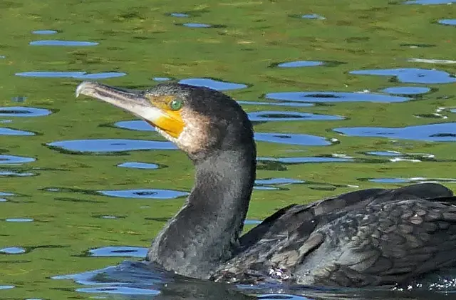 Die Augen der Kormorane besitzen eine hochgradig spezialisierte, amphibische Anpassung, die es den Vögeln erlaubt, sowohl in der Luft als auch unter Wasser scharf zu sehen. Da sich die Lichtbrechung beim Übergang von Luft zu Wasser drastisch verändert, haben Kormorane einzigartige anatomische Mechanismen, u.a. extrem verformbare Linsen , die  äußerst flexibel und weich sind und eine extrem leistungsstarke innere Augenmuskulatur. Die auffällige Pigmentierung der Iris hilft, polarisiertes Licht zu filtern und Spiegelungen an der Wasseroberfläche zu reduzieren. Dies erleichtert das Erkennen von Beute von oben herab.