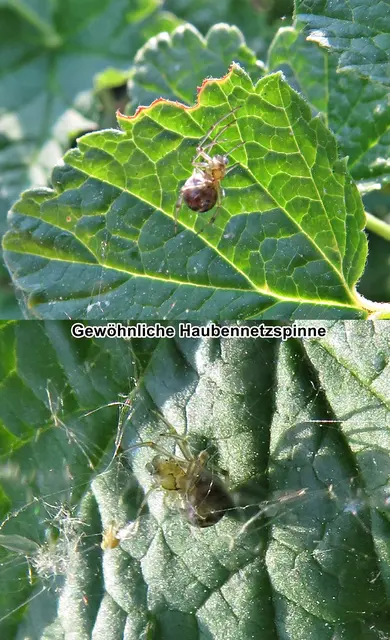 Gewöhnliche Haubennetzspinne / Braunweiße oder Braune Kugelspinne (Phylloneta impressa) Ludwig Carl Christian Koch 1881
Klasse:	Spinnentiere (Arachnida)
Ordnung:	Webspinnen (Araneae)
Unterordnung:	Echte Webspinnen (Araneomorphae)
Teilordnung:	Entelegynae
Überfamilie:	Radnetzspinnen (Araneoidea)
Familie:	Kugelspinnen (Theridiidae)
Gattung:	Phylloneta
Art:	Gewöhnliche Haubennetzspinne | Foto: GvMeegen