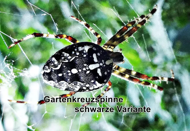 Gartenkreuzspinne (Araneus diadematus) Carl Alexander Clerck 1757
Klasse:	Spinnentiere (Arachnida)
Ordnung:	Webspinnen (Araneae)
Unterordnung:	Echte Webspinnen (Araneomorphae)
Familie:	Echte Radnetzspinnen (Araneidae)
Gattung:	Kreuzspinnen (Araneus)
Art:	Gartenkreuzspinne | Foto: GvMeegen