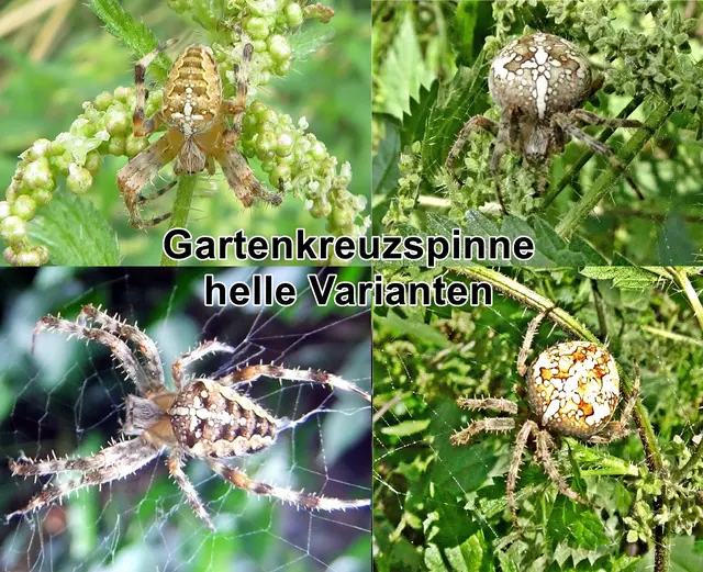 Gartenkreuzspinne (Araneus diadematus) Carl Alexander Clerck 1757
Klasse:	Spinnentiere (Arachnida)
Ordnung:	Webspinnen (Araneae)
Unterordnung:	Echte Webspinnen (Araneomorphae)
Familie:	Echte Radnetzspinnen (Araneidae)
Gattung:	Kreuzspinnen (Araneus)
Art:	Gartenkreuzspinne | Foto: GvMeegen