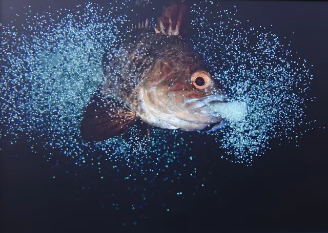 "Der Geburtstag" / Foto: Kenji Sato
Schlüpfen der Eier beim männlichen Kardinalfisch