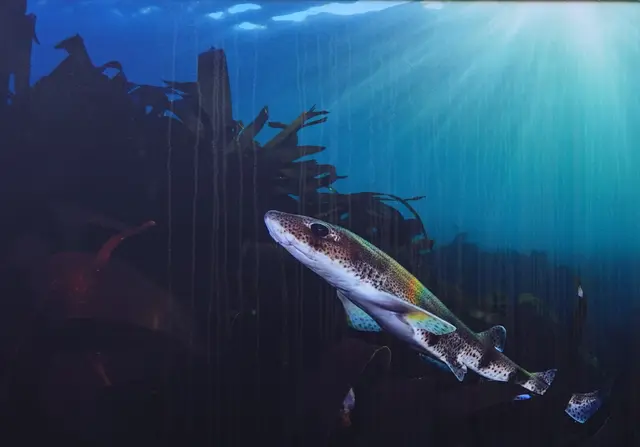"Catshark im Morgensonnenschein" / Foto: Martin Stevens
Zu sehen ist ein kleinfleckiger Katzenhai.