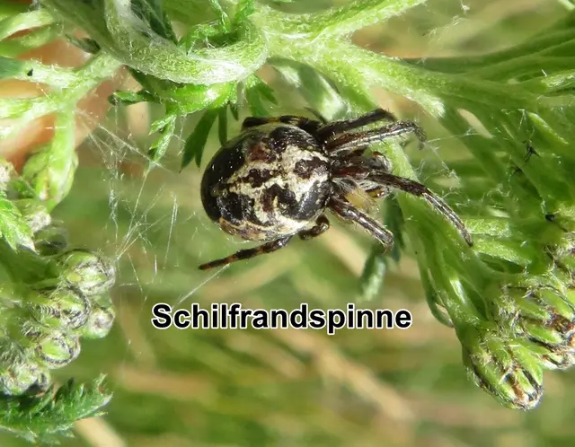 Gewöhnliche Schilfradspinne (Larinioides cornutus) Carl Alexander Clerck 1757
Unterordnung:	Echte Webspinnen (Araneomorphae)
Teilordnung:	Entelegynae
Überfamilie:	Radnetzspinnen (Araneoidea)
Familie:	Echte Radnetzspinnen (Araneidae)
Gattung:	Larinioides
Art:	Gewöhnliche Schilfradspinne | Foto: GvMeegen