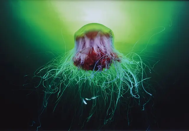 "Sicher in den Tentakeln^/ Foto: James Lynott 