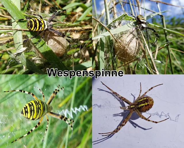 Wespenspinne / Zebraspinne / Tigerspinne / Seidenbandspinne (Argiope bruennichi) Conte Giovanni Antonio Scopoli 1772
Klasse:	Spinnentiere (Arachnida)
Ordnung:	Webspinnen (Araneae)
Unterordnung:	Echte Webspinnen (Araneomorphae)
Teilordnung:	Entelegynae
Überfamilie:	Radnetzspinnen (Araneoidea)
Familie:	Echte Radnetzspinnen (Araneidae)
Gattung:	Argiope
Art:	Wespenspinne | Foto: GvMeegen