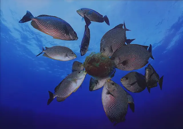 "Raja Ampat" / Foto: E. Acevedo