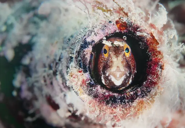 "Abgefüllter Blenny" / Foto: Kirsty Andrews
Schmetterlings-Blennies wählen verlassene Whelk-Muscheln als ihr Zuhause.