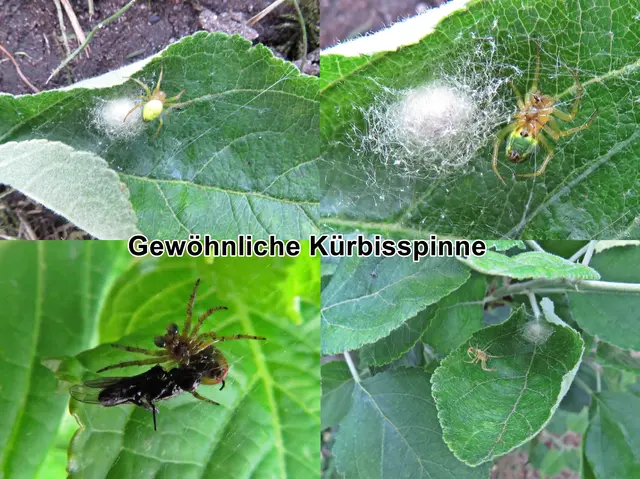 Gewöhnliche Kürbisspinne (Araniella cucurbitina) Carl Alexander Clerck 1757
Klasse:	Spinnentiere (Arachnida)
Ordnung:	Webspinnen (Araneae)
Unterordnung:	Echte Webspinnen (Araneomorphae)
Überfamilie:	Radnetzspinnen (Araneoidea)
Familie:	Echte Radnetzspinnen (Araneidae)
Gattung:	Kürbisspinnen (Araniella)
Art:	Gewöhnliche Kürbisspinne | Foto: GvMeegen