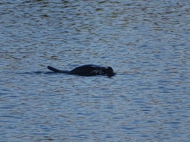 Nicht "Nessie" , sondern ein Tauchgang der Kormorane.