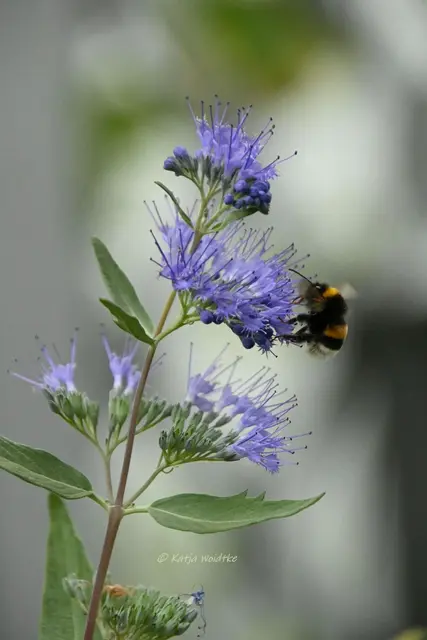 Bartblume