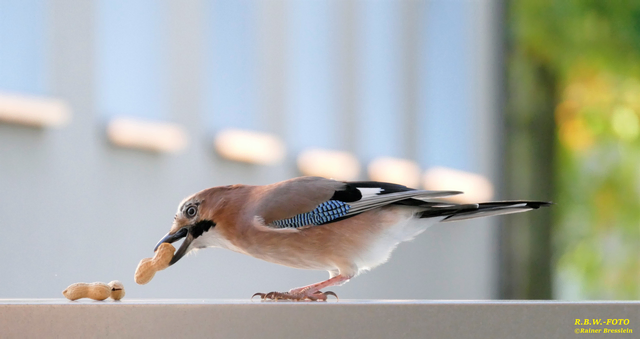 Foto: ©Rainer Bresslein Wattenscheid