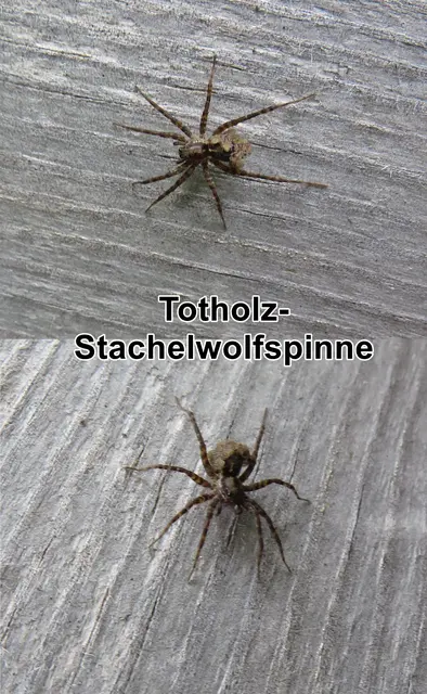 (Acantholycosa lignaria) Totholz-Stachelwolfspinne Carl Alexander Clerck 1757
Klasse:	Spinnentiere (Arachnida)
Ordnung:	Webspinnen (Araneae)
Unterordnung:	Echte Webspinnen (Araneomorphae)
Überfamilie:	Wolfspinnenartige (Lycosoidea)
Familie:	Wolfspinnen (Lycosidae)
Gattung:	Stachelwölfe (Acantholycosa)
Art:	Totholz-Stachelwolf | Foto: GvMeegen