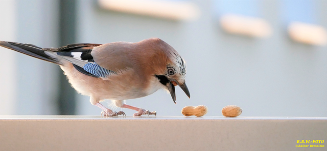 Foto: ©Rainer Bresslein Wattenscheid