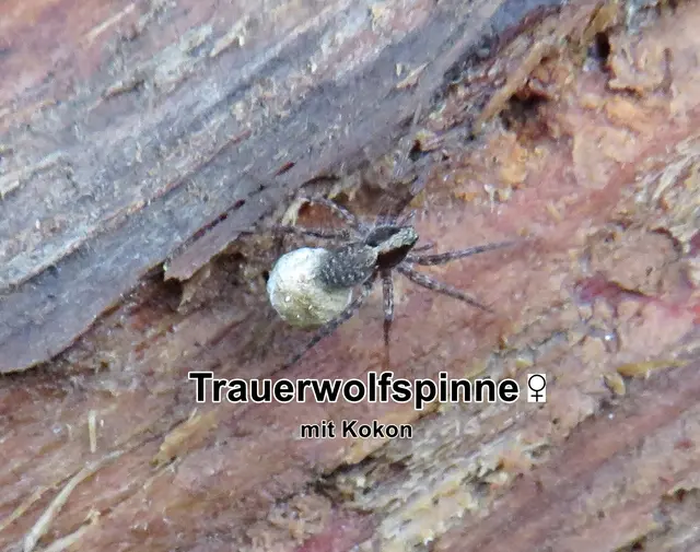 Trauerwolfspinne / Gewöhnliche Waldwolfspinne / Waldlaufwolf (Pardosa lugubris) Charles Athanase Walckenaer 1802
Klasse:	Spinnentiere (Arachnida)
Ordnung:	Webspinnen (Araneae)
Unterordnung:	Echte Webspinnen (Araneomorphae)
Teilordnung:	Entelegynae
Überfamilie:	Wolfspinnenartige (Lycosoidea)
Familie:	Wolfspinnen (Lycosidae)
Gattung:	Laufwölfe (Pardosa)
Art:	Trauerwolfspinne | Foto: GvMeegen