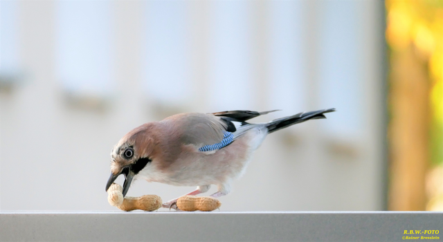 Foto: ©Rainer Bresslein Wattenscheid