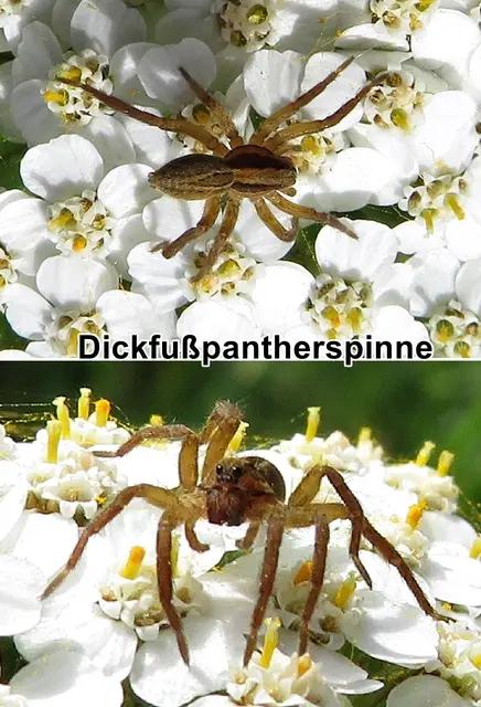 Dickfußpantherspinne / Keilförmige Tarantel / Dickbein-Scheintarantel / Keilfleck-Scheintarantel (Alopecosa cuneata) Carl Alexander Clerck 1757
Klasse:	Spinnentiere (Arachnida)
Ordnung:	Webspinnen (Araneae)
Unterordnung:	Echte Webspinnen (Araneomorphae)
Überfamilie:	Wolfspinnenartige (Lycosoidea)
Familie:	Wolfspinnen (Lycosidae)
Gattung:	Alopecosa
Art:	Dickfußpantherspinne | Foto: GvMeegen