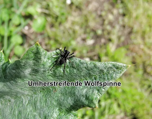 Umherstreifende Wolfspinne / Graslaufwolf (Pardosa prativaga) Ludwig Carl Christian Koch 1870
Klasse:	Spinnentiere (Arachnida)
Ordnung:	Webspinnen (Araneae)
Unterordnung:	Echte Webspinnen (Araneomorphae)
Teilordnung:	Entelegynae
Überfamilie:	Wolfspinnenartige (Lycosoidea)
Familie:	Wolfspinnen (Lycosidae)
Gattung:	Laufwölfe (Pardosa)
Art: Umherstreifende Wolfspinne | Foto: GvMeegen