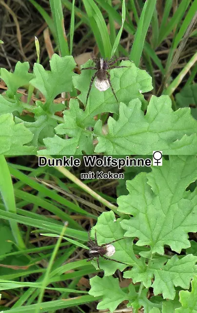 Dunkle Wolfspinne / Gebänderte Wolfspinne / Uferwolfspinne / Uferlaufwolf (Pardosa amentata) Carl Alexander Clerck 1757
Klasse:	Spinnentiere (Arachnida)
Ordnung:	Webspinnen (Araneae)
Unterordnung:	Echte Webspinnen (Araneomorphae)
Teilordnung:	Entelegynae
Überfamilie:	Wolfspinnenartige (Lycosoidea)
Familie:	Wolfspinnen (Lycosidae)
Gattung:	Laufwölfe (Pardosa)
Art:	Dunkle Wolfspinne | Foto: GvMeegen