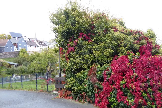Sonntagsbilder 2026-39, Hecke Im Hain mit der Oberstadt, 27.09.2026.