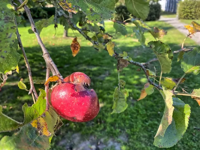 Auf der Obstwiese | Foto: copyright Margot Klütsch