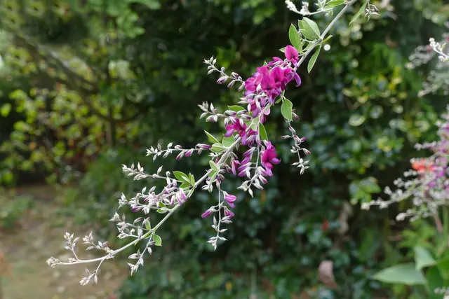 Buschklee, lespedeza bicolor, hagi, 萩