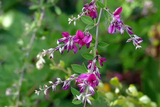 Buschklee, lespedeza bicolor, hagi, 萩
