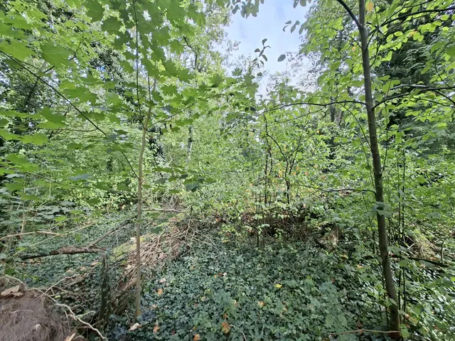 Günzburg ist geprägt von vielfältigen Grün- und Naturräumen. Im Zuge der Landesgartenschau werden diese weiterentwickelt. Dafür sind ab Oktober 2026 auch Fäll- und Pflegearbeiten notwendig, denen umfangreiche Neupflanzungen und Maßnahmen für den Natur- und Artenschutz gegenüberstehen.  | Foto: Kevin Rees/Stadt Günzburg 