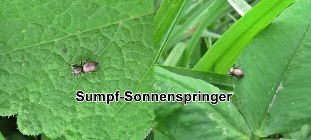 Sumpf-Sonnenspringer Weibchen (Heliophanus auratus) Carl Ludwig Koch 1835
Klasse:	Spinnentiere (Arachnida)
Ordnung:	Webspinnen (Araneae)
Unterordnung:	Echte Webspinnen (Araneomorphae)
Familie:	Springspinnen (Salticidae)
Gattung:	Heliophanus
Art: Sumpf-Sonnenspringer

 | Foto: GvMeegen