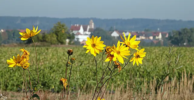 Blick durch die Topinamburblüten auf Gablingen