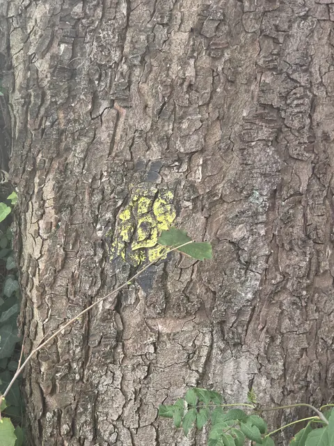 Dieser Baum scheint unter Beobachtung zu stehen.