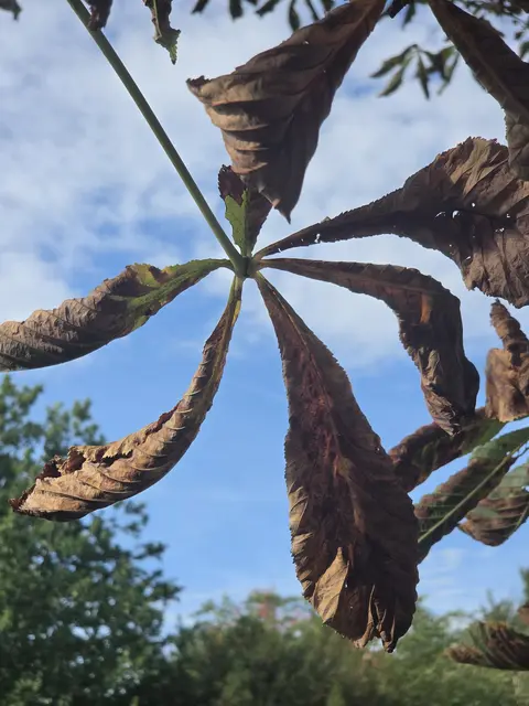 So traurig präsentieren sich Ende September die Rosskastanien auf dem Terrassenfriedhof