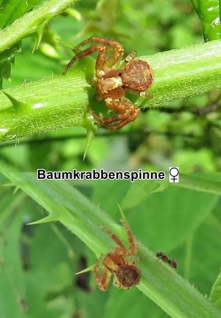Baumkrabbenspinne / Dunkle Krabbenspinne / Rötliche Buschkrabbenspinne - Weibchen (Xysticus lanio) Carl Ludwig Koch 1835 
Klasse:	Spinnentiere (Arachnida)
Ordnung:	Webspinnen (Araneae)
Unterordnung:	Echte Webspinnen (Araneomorphae)
Familie:	Krabbenspinnen (Thomisidae)
Gattung:	Echte Krabbenspinnen (Xysticus)
Art:	Baumkrabbenspinne | Foto: GvMeegen
