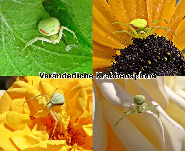 Veränderliche Krabbenspinne (Misumena vatia) Carl Alexander Clerck 1757
Klasse:	Spinnentiere (Arachnida)
Unterordnung:	Echte Webspinnen (Araneomorphae)
Teilordnung:	Entelegynae
Überfamilie:	Thomisoidea
Familie:	Krabbenspinnen (Thomisidae)
Gattung:	Misumena
Art:	Veränderliche Krabbenspinne | Foto: GvMeegen