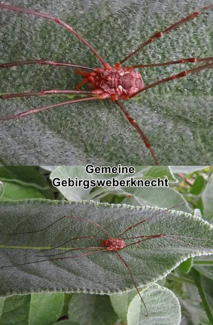 Gemeine Gebirgsweberknecht rötl. Farbvariante (Mitopus morio) Johann Christian Fabricius 1779
Klasse:	Spinnentiere (Arachnida)
Ordnung:	Weberknechte (Opiliones)
Familie:	Schneider (Phalangiidae)
Gattung:	Mitopus
Art:	Gemeiner Gebirgsweberknecht | Foto: GvMeegen