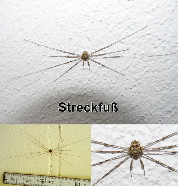 Streckfuß (Dicranopalpus ramosus) Eugène Louis Simon 1909
Klasse:	Spinnentiere (Arachnida)
Ordnung:	Weberknechte (Opiliones)
Unterordnung:	Eupnoi
Familie:	Schneider (Phalangiidae)
Gattung:	Dicranopalpus
Art:	Streckfuß | Foto: GvMeegen