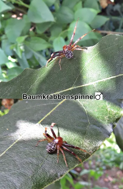 Baumkrabbenspinne / Dunkle Krabbenspinne / Rötliche Buschkrabbenspinne - Männchen (Xysticus lanio) Carl Ludwig Koch 1835 
Klasse:	Spinnentiere (Arachnida)
Ordnung:	Webspinnen (Araneae)
Unterordnung:	Echte Webspinnen (Araneomorphae)
Familie:	Krabbenspinnen (Thomisidae)
Gattung:	Echte Krabbenspinnen (Xysticus)
Art:	Baumkrabbenspinne | Foto: GvMeegen