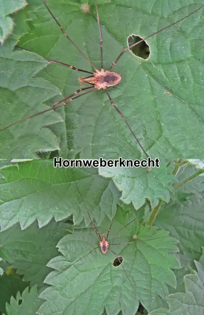 Hornweberknecht / Hornkanker (Phalangium opilio) Carl von Linné 1758
Klasse:	Spinnentiere (Arachnida)
Ordnung:	Weberknechte (Opiliones)
Familie:	Schneider (Phalangiidae)
Gattung:	Phalangium
Art:	Hornweberknecht | Foto: GvMeegen